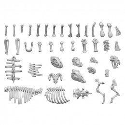 Animal Bones 1:48